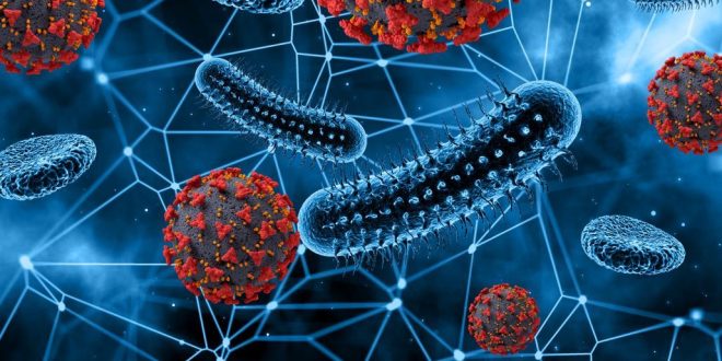 Bakteri Dan Amoeba Berkembang Biak Dengan Cara