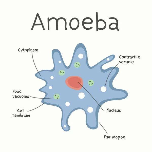 Bakteri Dan Amoeba Berkembang Biak Dengan Cara