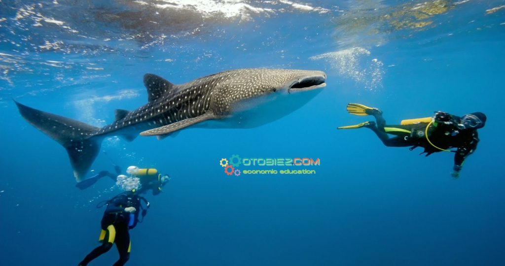 Hiu Kalimantan Berkembang Biak Dengan Cara