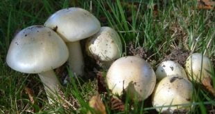 Jamur Beracun Di Indonesia