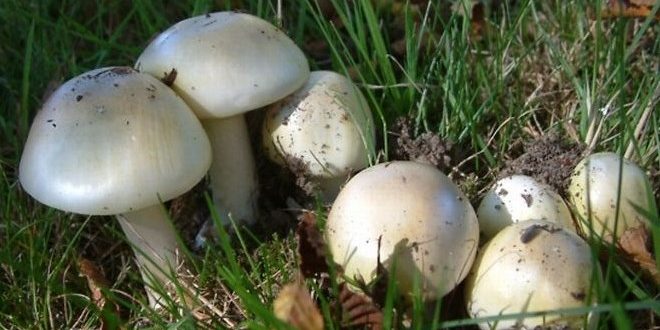 Jamur Beracun Di Indonesia