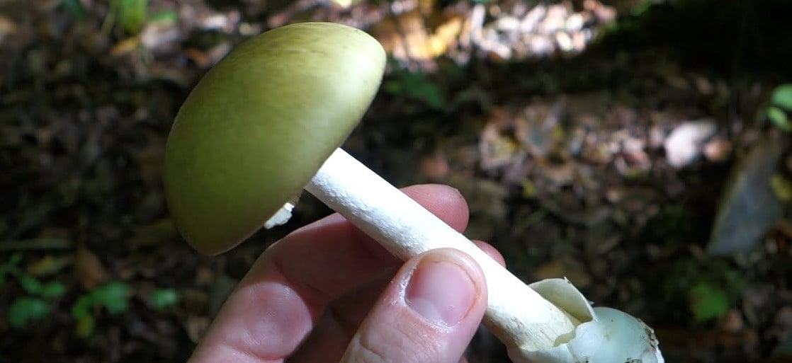 Jamur Beracun Di Indonesia