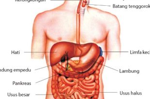 Organ Penyusun Sistem Pencernaan