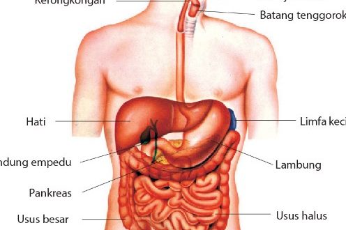 Organ Penyusun Sistem Pencernaan