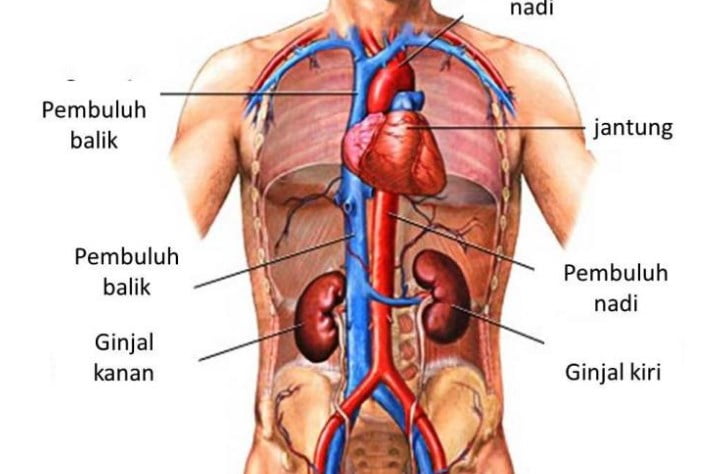Organ Penyusun Sistem Pencernaan.