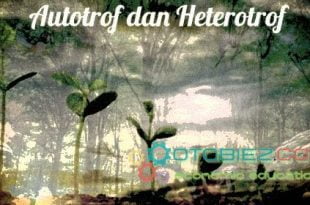 autotrof-dan-heterotrof