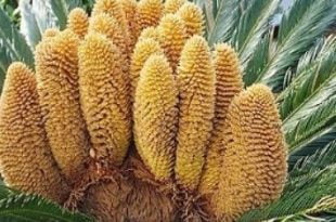tumbuhan biji terbuka.