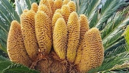 tumbuhan biji terbuka.