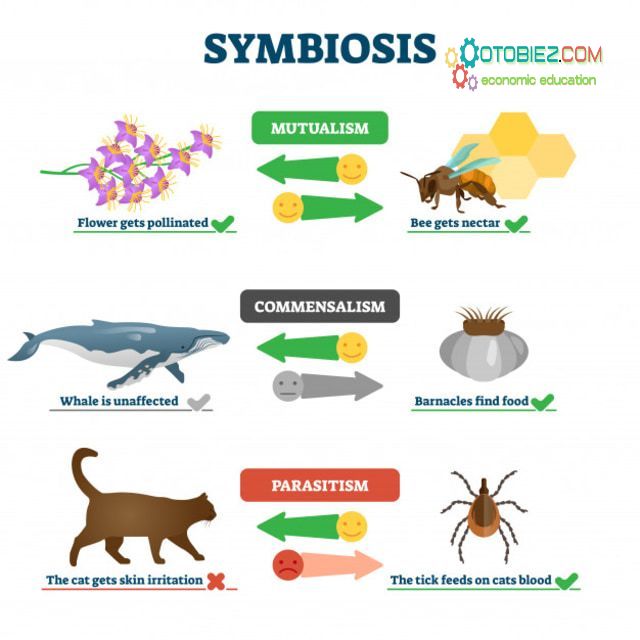 Sebutkan Jenis-Jenis Simbiosis