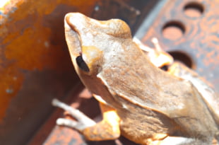 Katak dan Cara Berkembang Biak: Jenis, Perkembangbiakan, dan Habitatnya