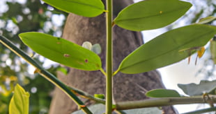 Besaran Pokok: Definisi, Jenis, dan Pengukurannya