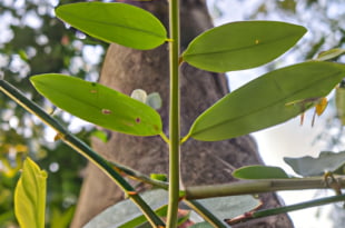 Besaran Pokok: Definisi, Jenis, dan Pengukurannya
