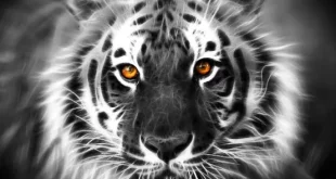khodam macan putih 0