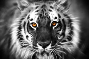 khodam macan putih 0