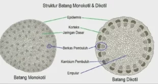 perbedaan berkas pengangkut pada batang monokotil dengan batang dikotil adalah 0