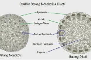 perbedaan berkas pengangkut pada batang monokotil dengan batang dikotil adalah 0