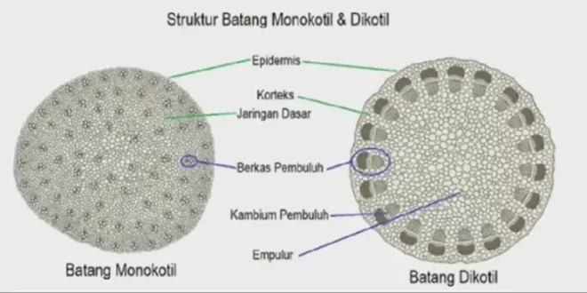perbedaan berkas pengangkut pada batang monokotil dengan batang dikotil adalah 0