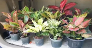 aglonema termasuk jenis tanaman hias 0
