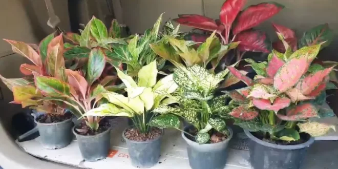 aglonema termasuk jenis tanaman hias 0