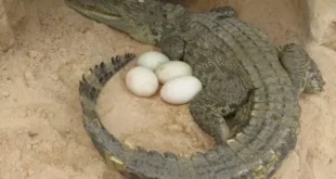buaya berkembang biak dengan cara 0