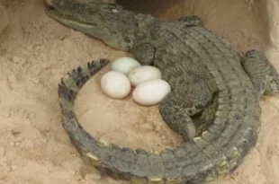 buaya berkembang biak dengan cara 0