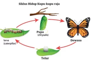 daur hidup kupu kupu 1