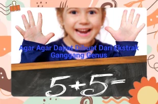 featured image agar agar dapat dibuat dari ekstrak ganggang genus 0