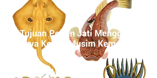 featured image apa tujuan pohon jati menggugurkan daunnya ketika musim kemarau tiba 0