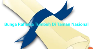 featured image bunga raflesia tumbuh di taman nasional 0
