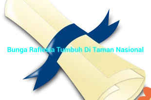 featured image bunga raflesia tumbuh di taman nasional 0
