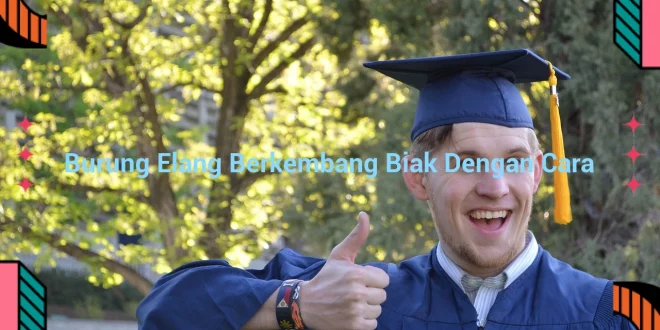 featured image burung elang berkembang biak dengan cara 0