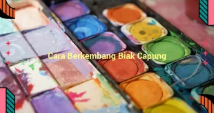 featured image cara berkembang biak capung 0