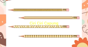 featured image ciri ciri capung 0