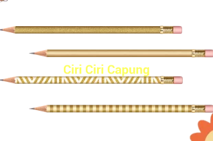 featured image ciri ciri capung 0