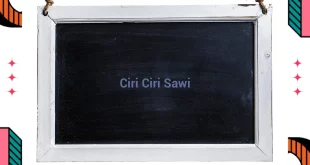 featured image ciri ciri sawi 0