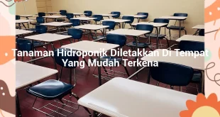 featured image tanaman hidroponik diletakkan di tempat yang mudah terkena 0