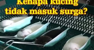kenapa kucing tidak masuk surga 0