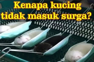 kenapa kucing tidak masuk surga 0