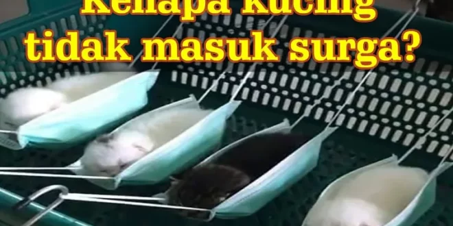 kenapa kucing tidak masuk surga 0