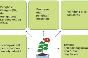 manfaat tumbuhan bagi makhluk hidup 0