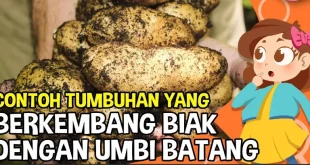mengapa umbi batang dapat digunakan untuk berkembang biak 0