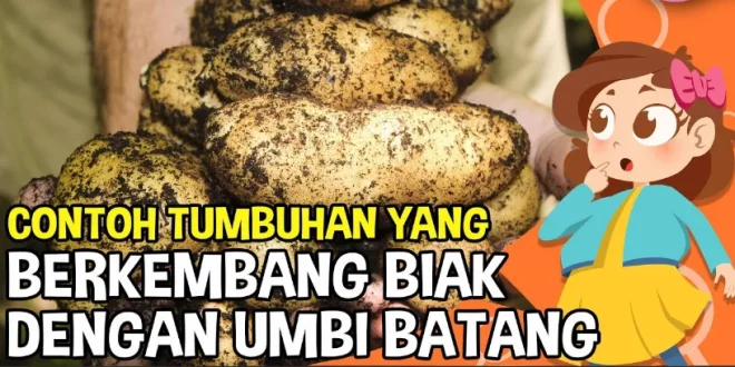 mengapa umbi batang dapat digunakan untuk berkembang biak 0
