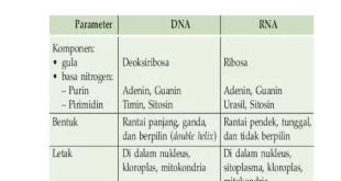 perbedaan dna dan rna 0