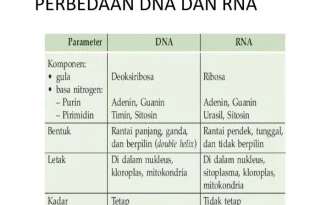 perbedaan dna dan rna 0