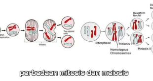 perbedaan pembelahan mitosis dan meiosis 0