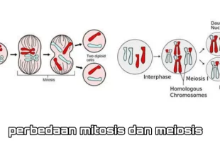 perbedaan pembelahan mitosis dan meiosis 0