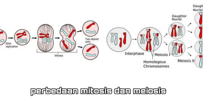 perbedaan pembelahan mitosis dan meiosis 0