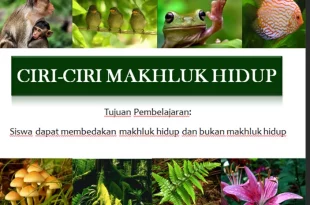 sebutkan ciri ciri makhluk hidup 0