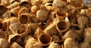 tempurung kelapa termasuk contoh jenis limbah keras 0