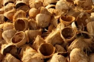 tempurung kelapa termasuk contoh jenis limbah keras 0